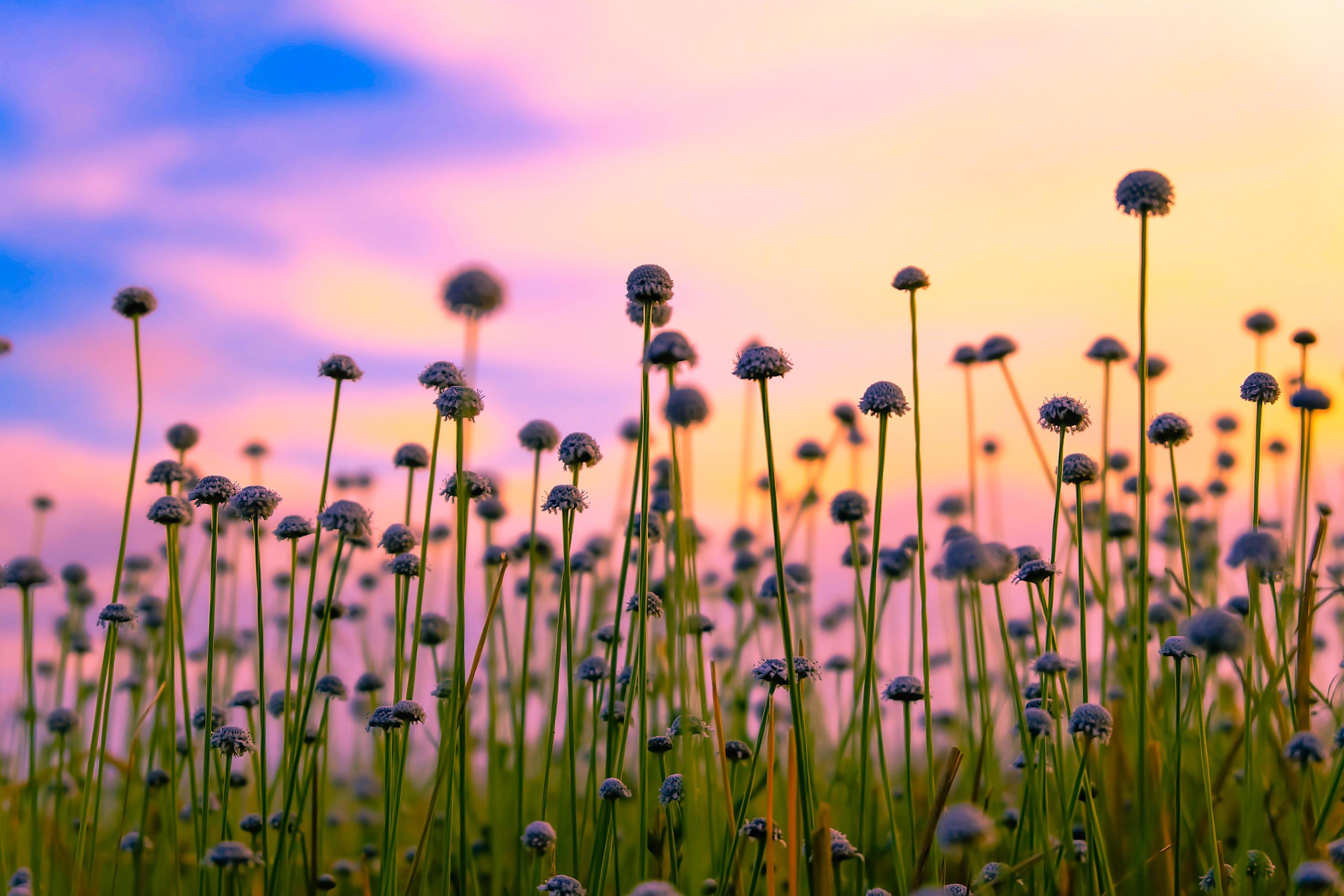 Purple flower blossom on field. Beautiful growing and flowers on meadow blooming in the morning Stock Free