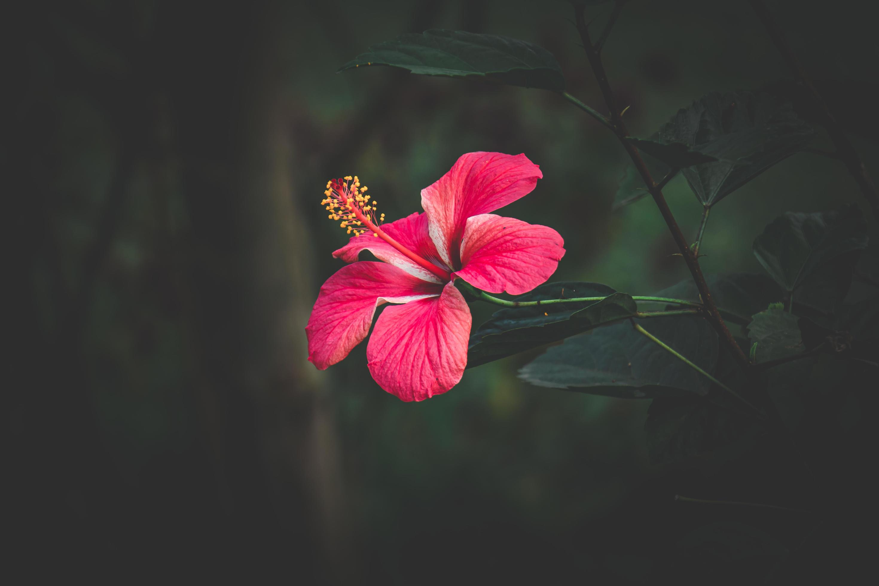 hibiscus rose, China rose, Hawaiian hibiscus, rose mallow flower in the garden, selective focus Stock Free