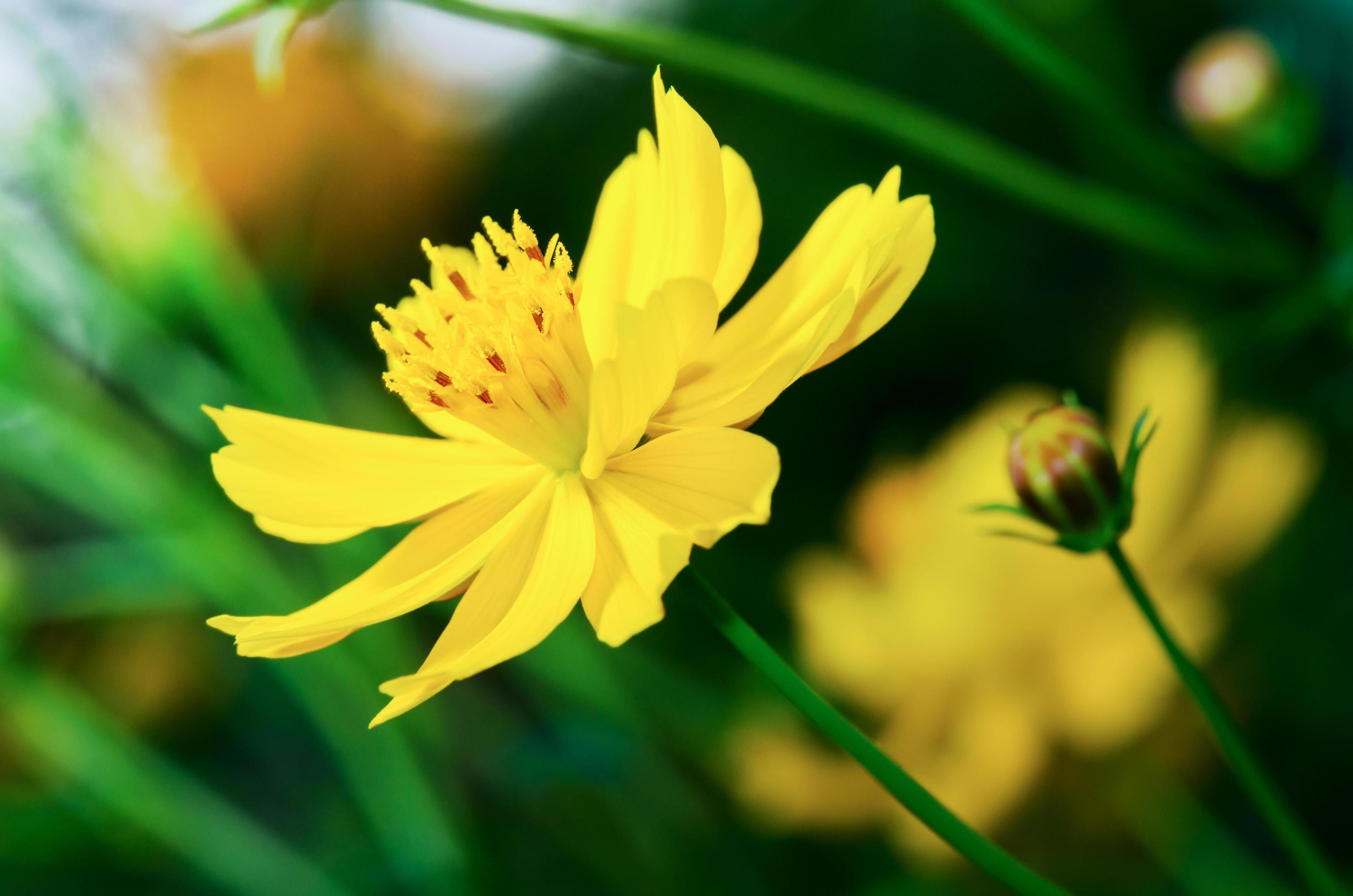 Beautiful yellow Cosmos flower Stock Free