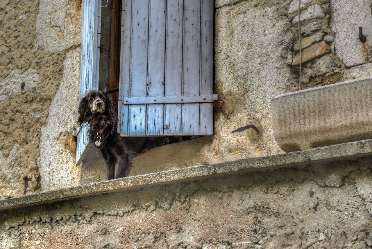 Dog waiting for the boss Stock Free