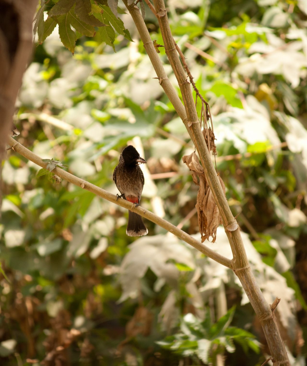 Bulbul Trees Stock Free