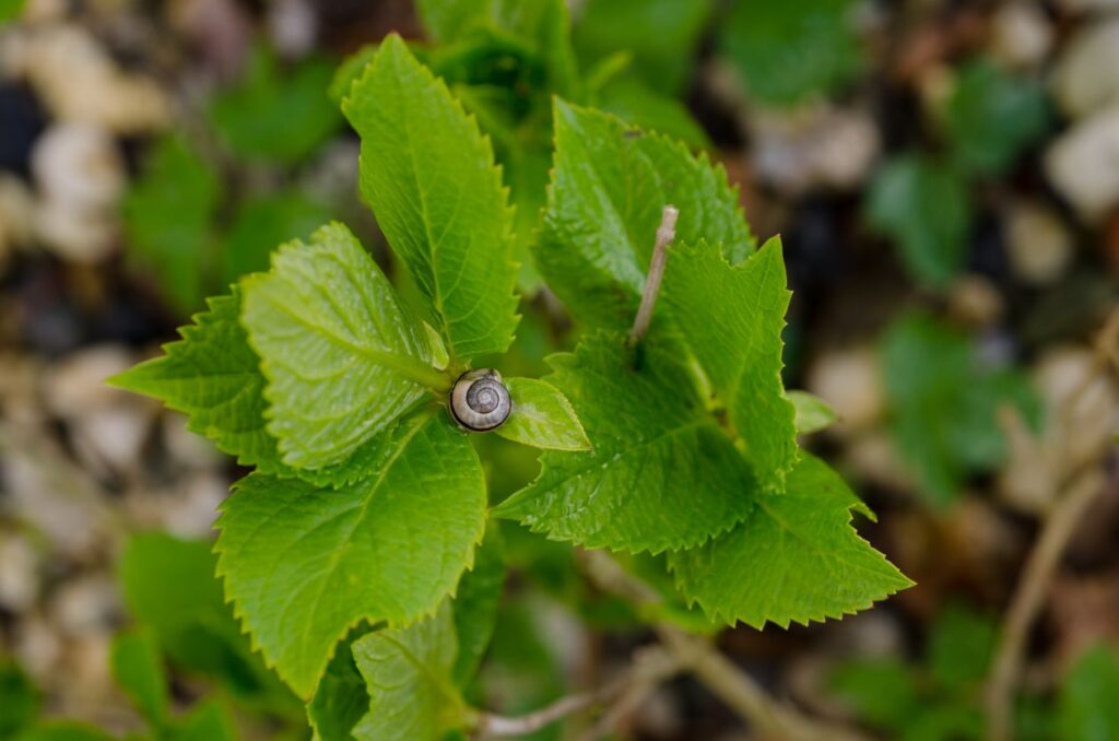 Snail on a leaf Stock Free