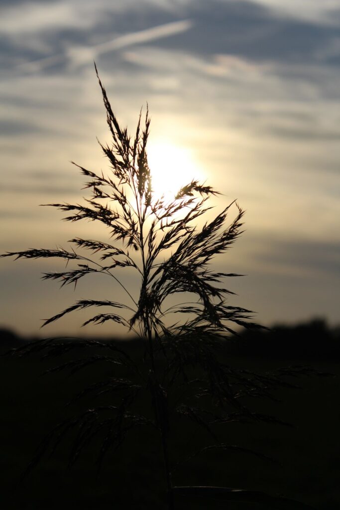 Plant Against Sunset Sky Stock Free