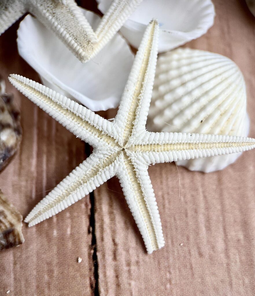 Close up broken damaged star fish and white sea shells or conch beach objects isolated on vertical ratio wooden table surface background. Stock Free