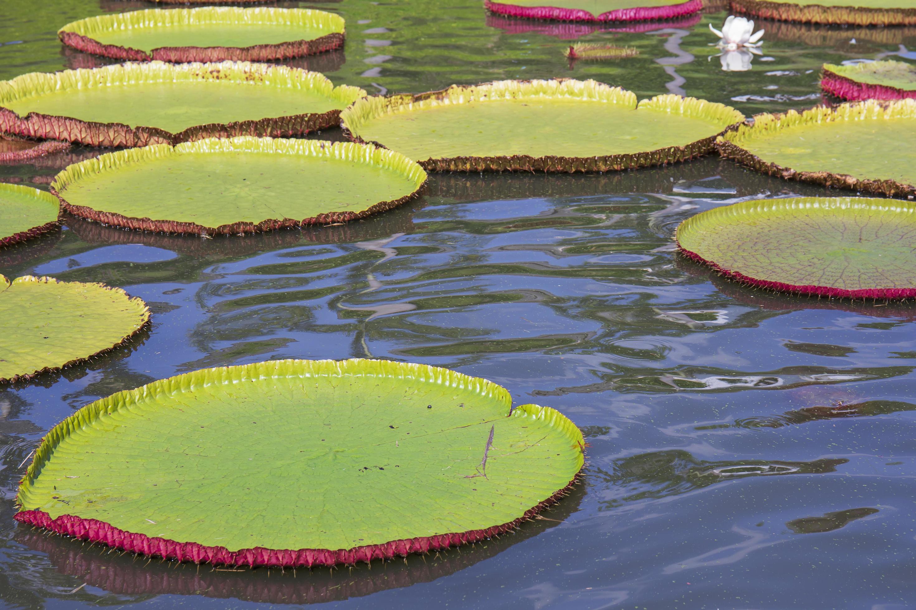 Victoria lotus leaf It is the largest lotus flower that floats on the water surface. Stock Free