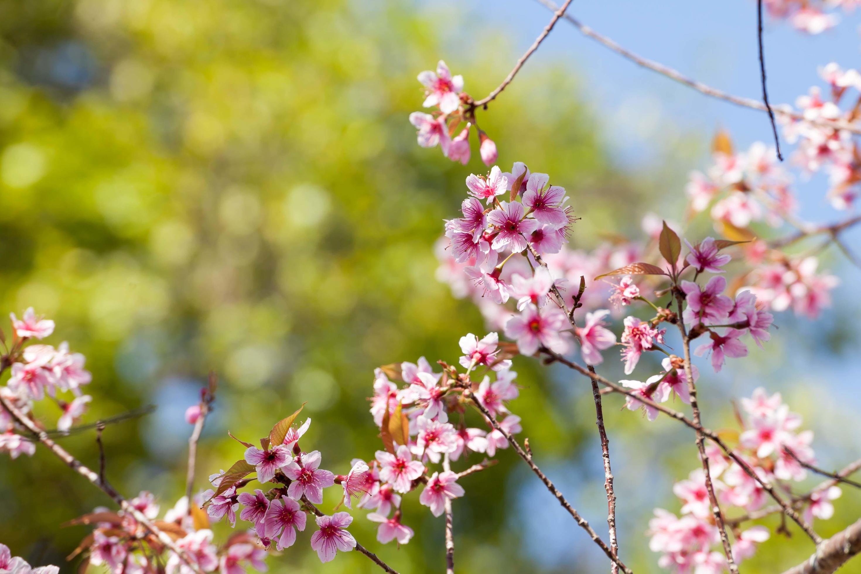 Sakura flowers blooming blossom in PhuLomLo Loei Province , Thailand Stock Free