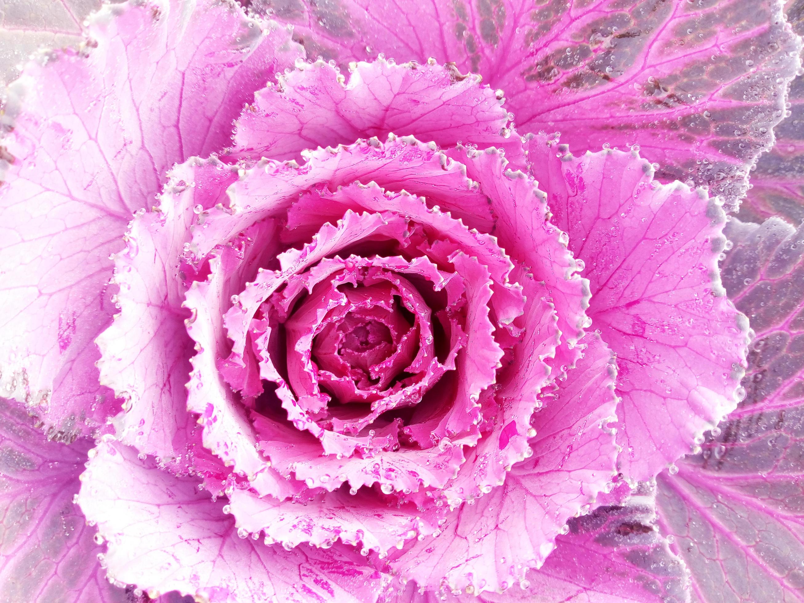 Cabbage Flower. Purple Cauliflower. Brassica Oleracea. Violet Cabbage vegetables vegetarian and vegan food. Stock Free