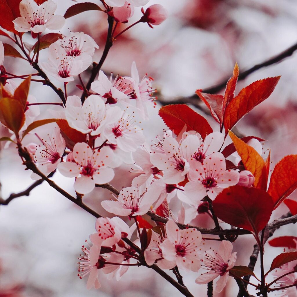 Pink flower plant in nature in the spring season Stock Free