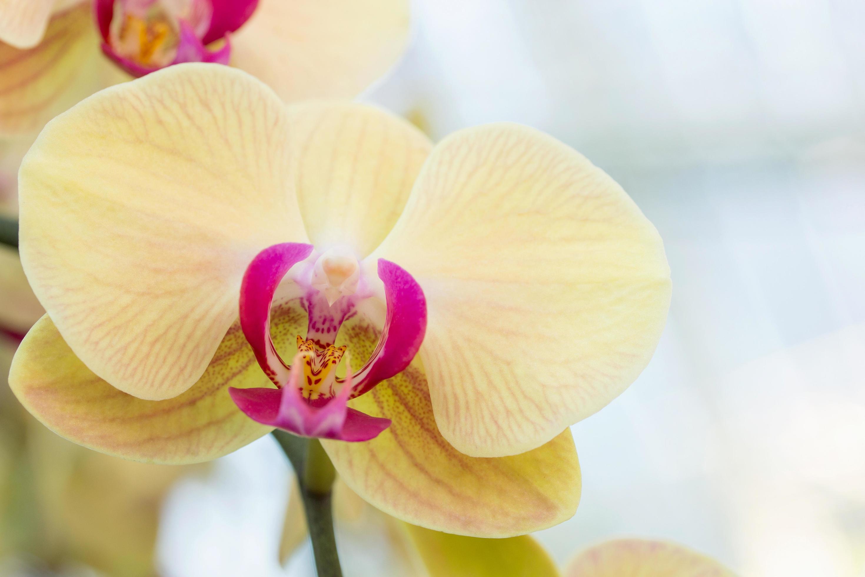 Yellow phalaenopsis orchid flower Stock Free