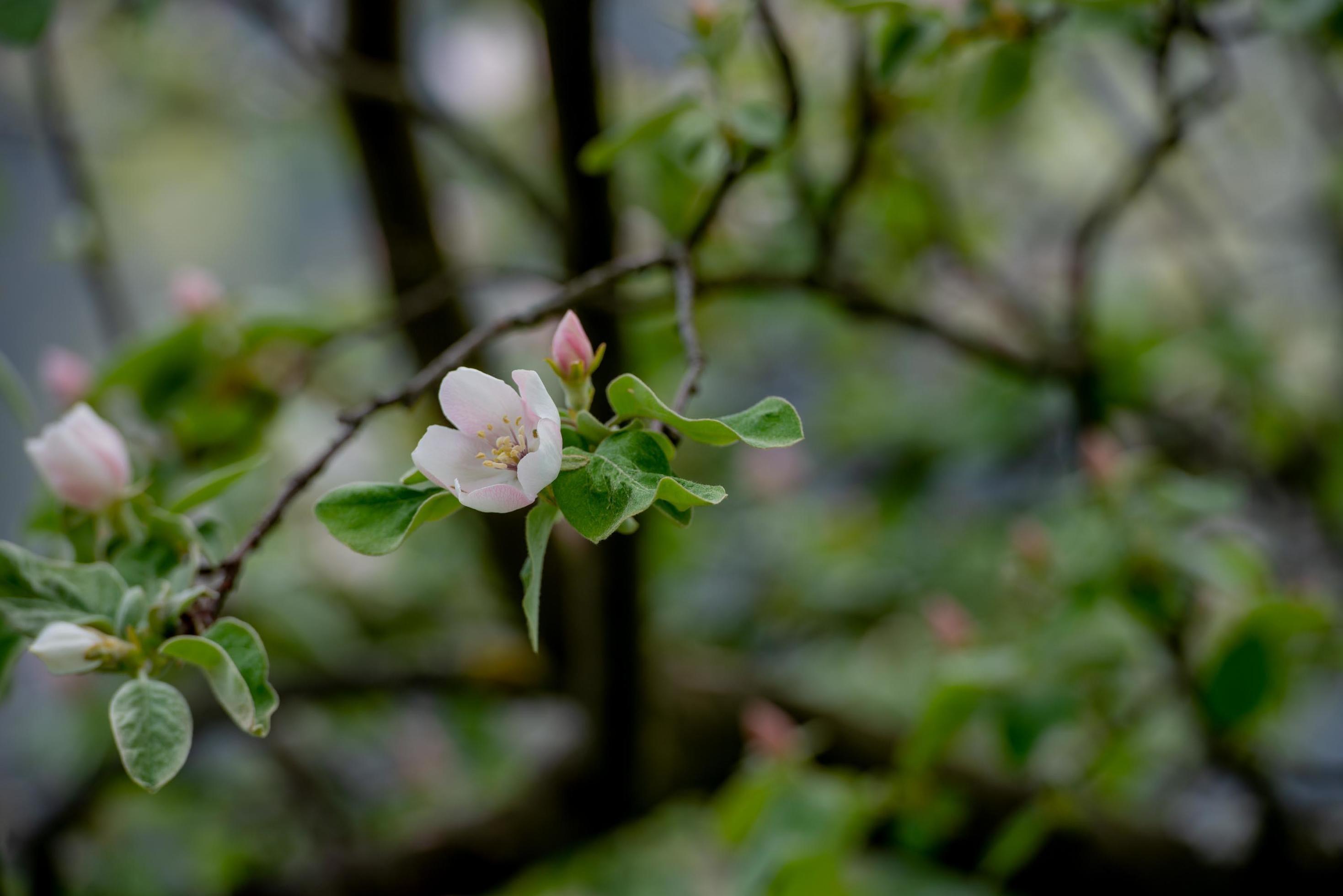 Flowering peach tree Stock Free