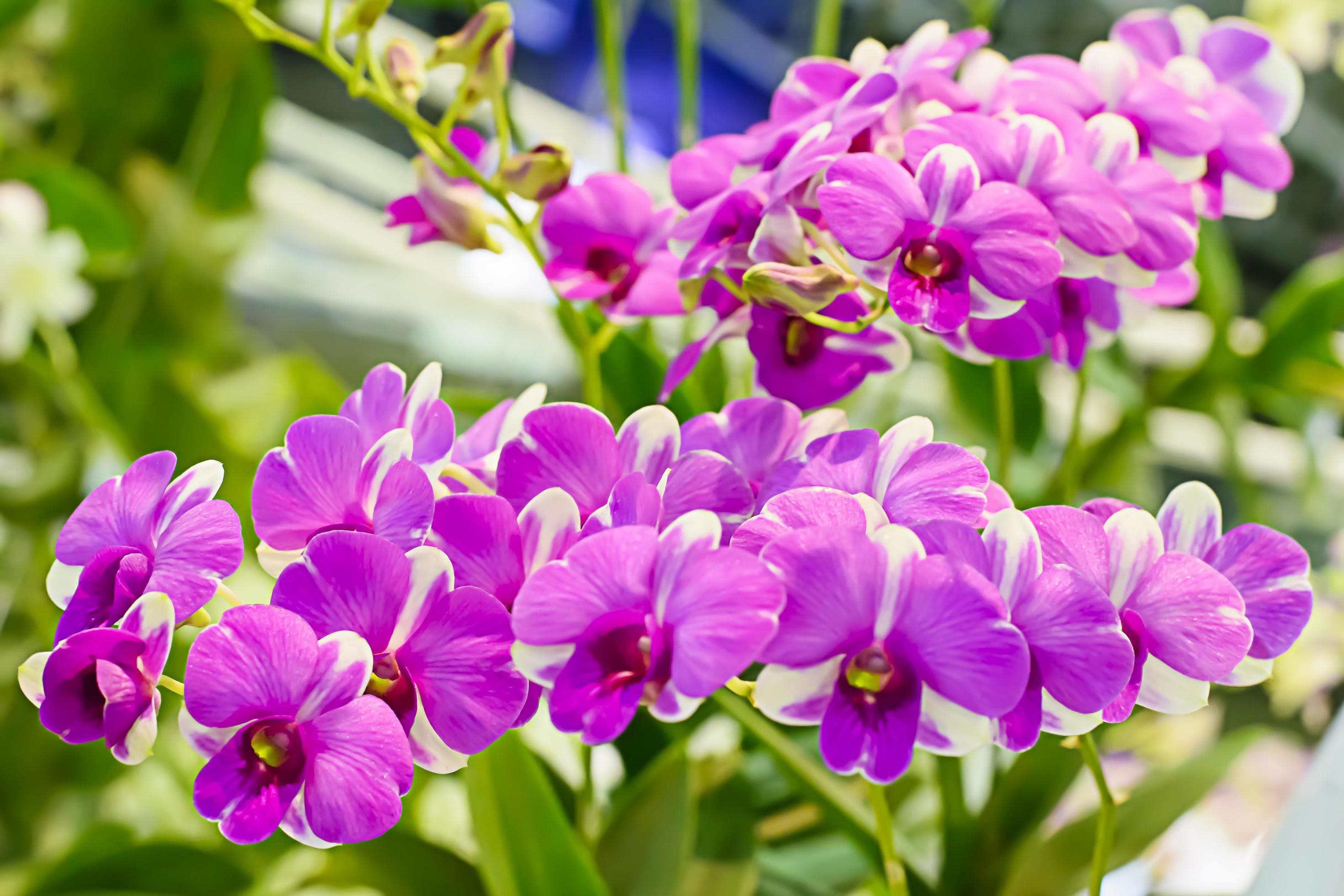 Orchidaceae is a diverse and widespread family of flowering plants, with blooms that are often colourful and often fragrant. Stock Free