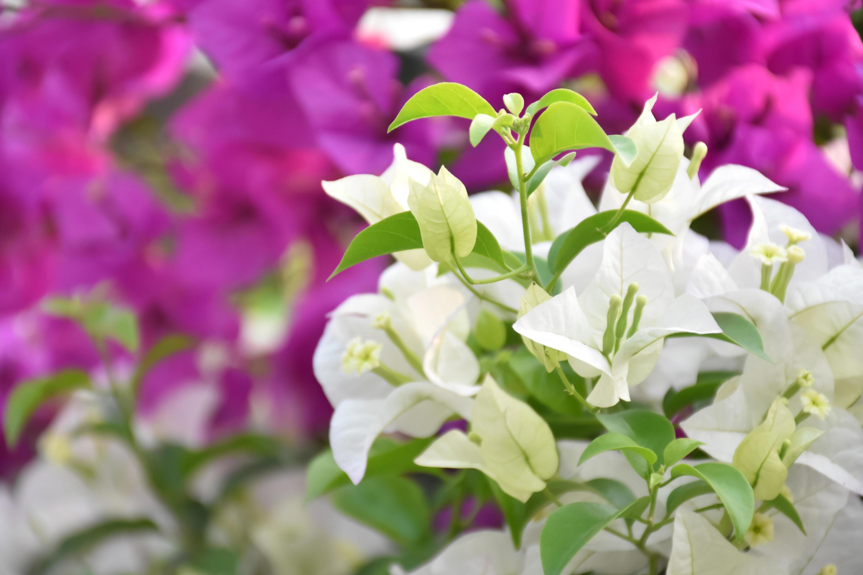 Bougainvillea flower in the morning with blurred background Stock Free