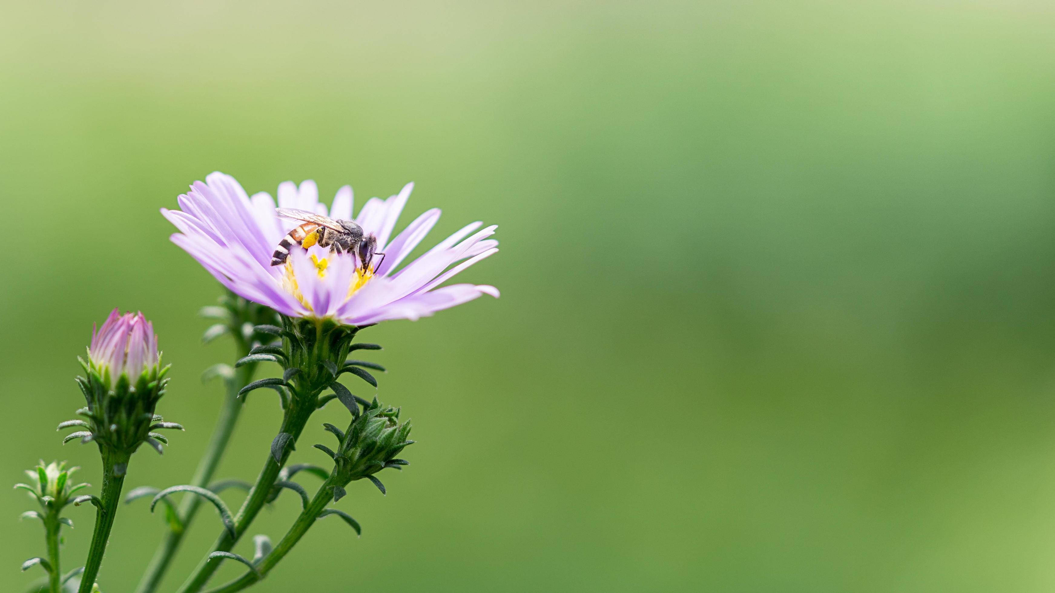 Bee gathering pollen on purple flower close up picture Stock Free