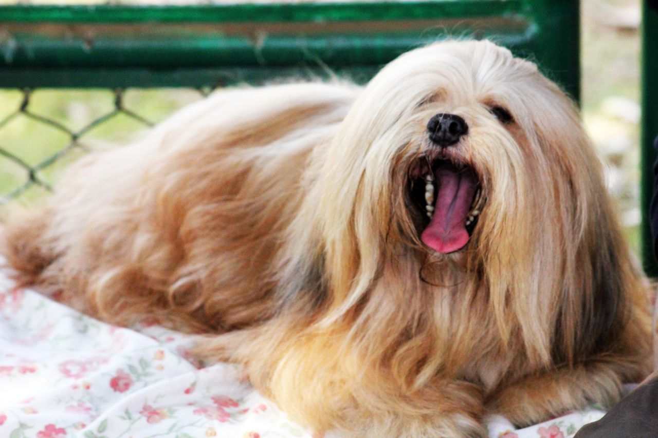 Lhasa Apso 7 Stock Free