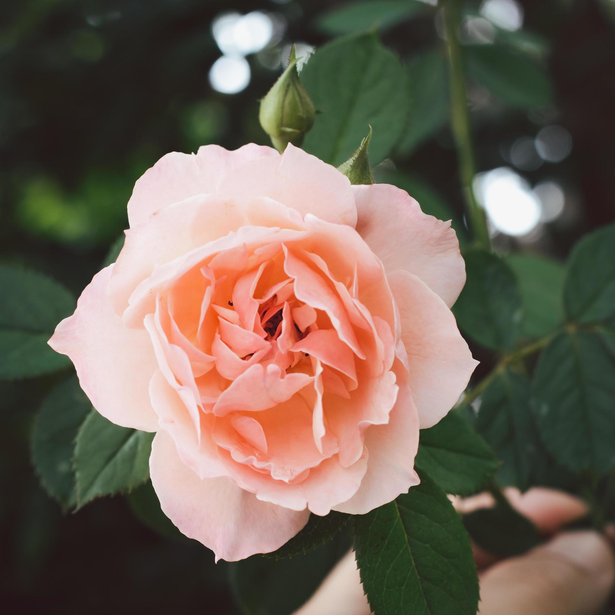 A clear old rose color flower blossom in the garden on a blurry background. Stock Free