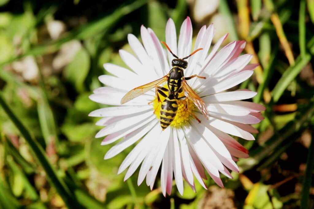 Bee Pollinating on Fresh Flower Stock Free