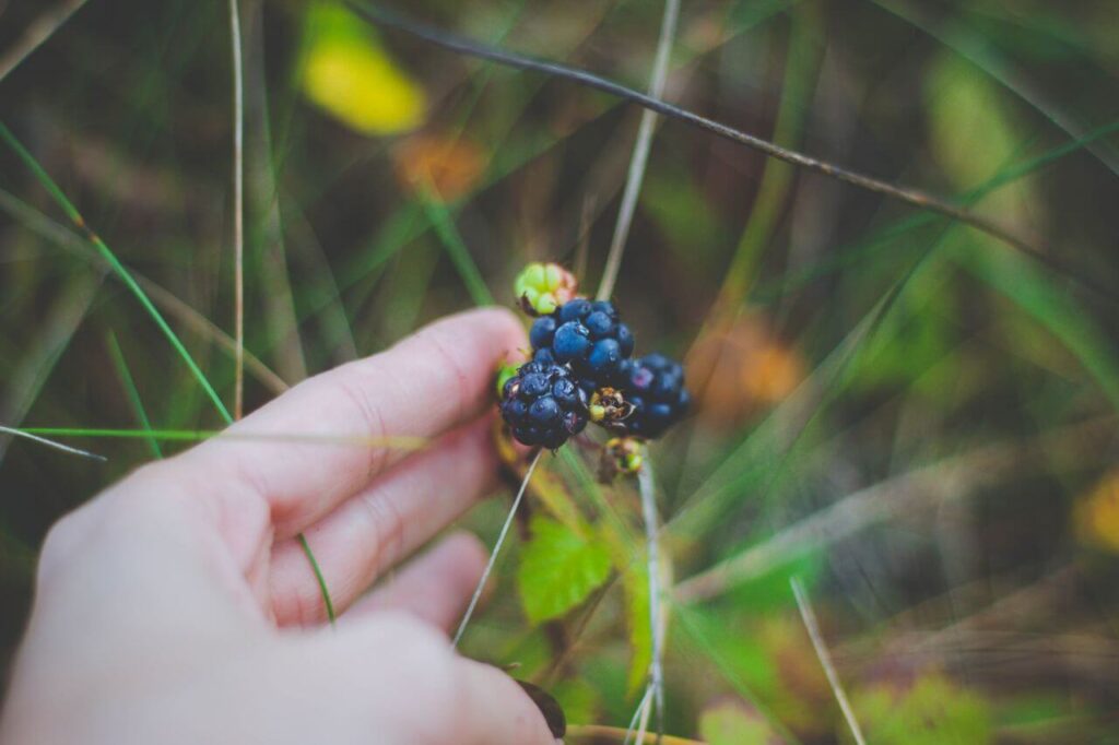 Berries Stock Free