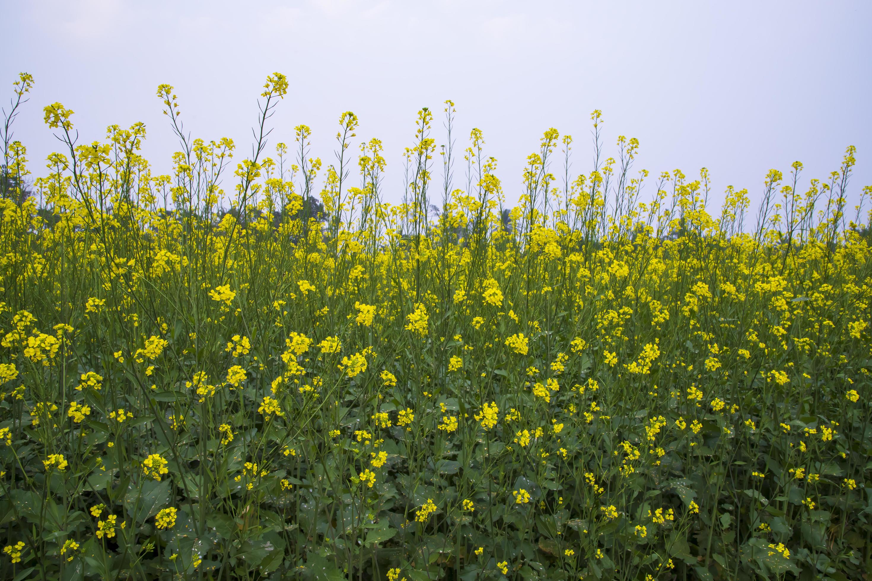 Yellow Rapeseed flowers in the field with blue sky. selective focus Natural landscape view Stock Free