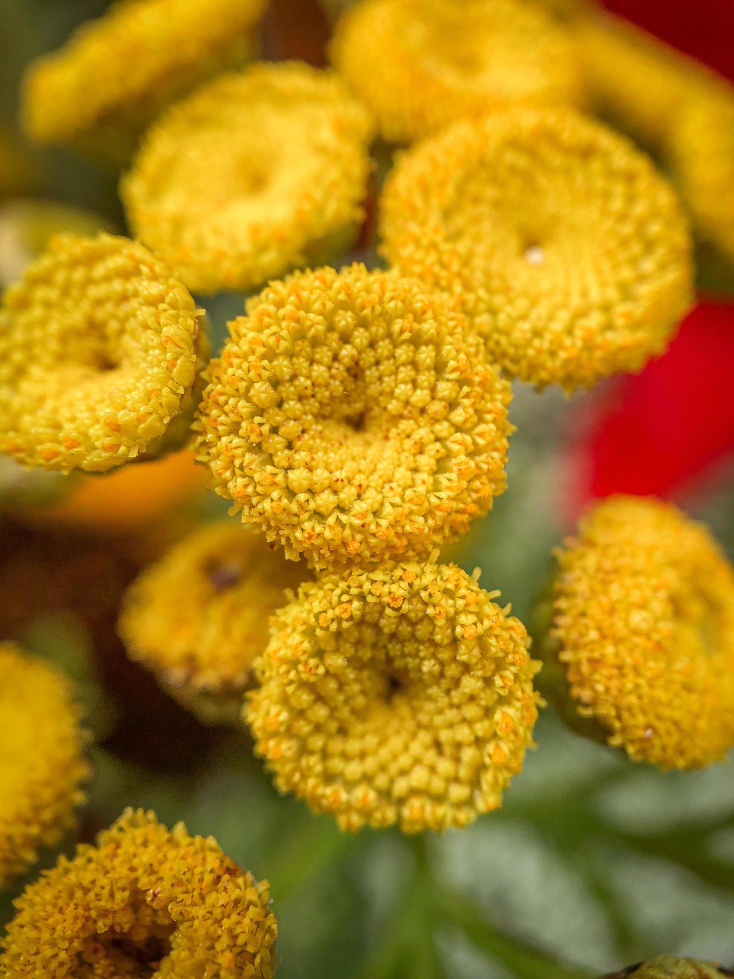 Yellow flowers in tilt shift lens Stock Free