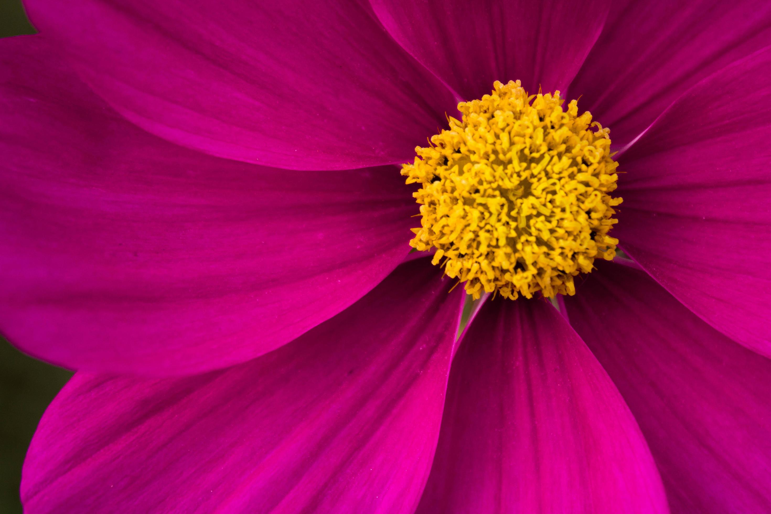 Bright Pink Flower Closeup Front facing Blue Zephyr Stock Free