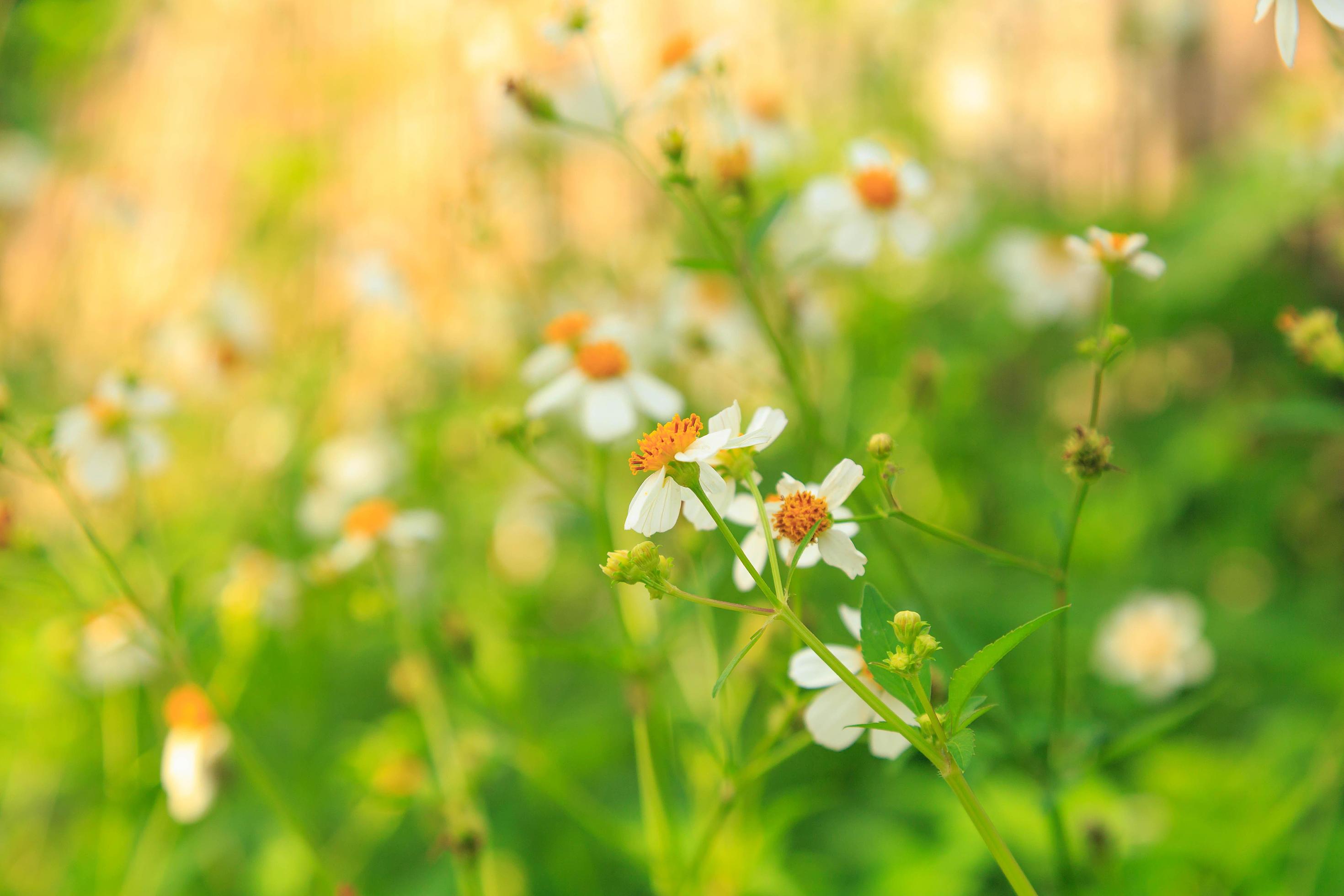 Flowers daisies in summer spring Summer natural Stock Free