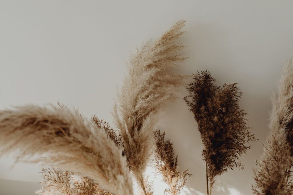 Pampas Grass In A Vase Stock Free