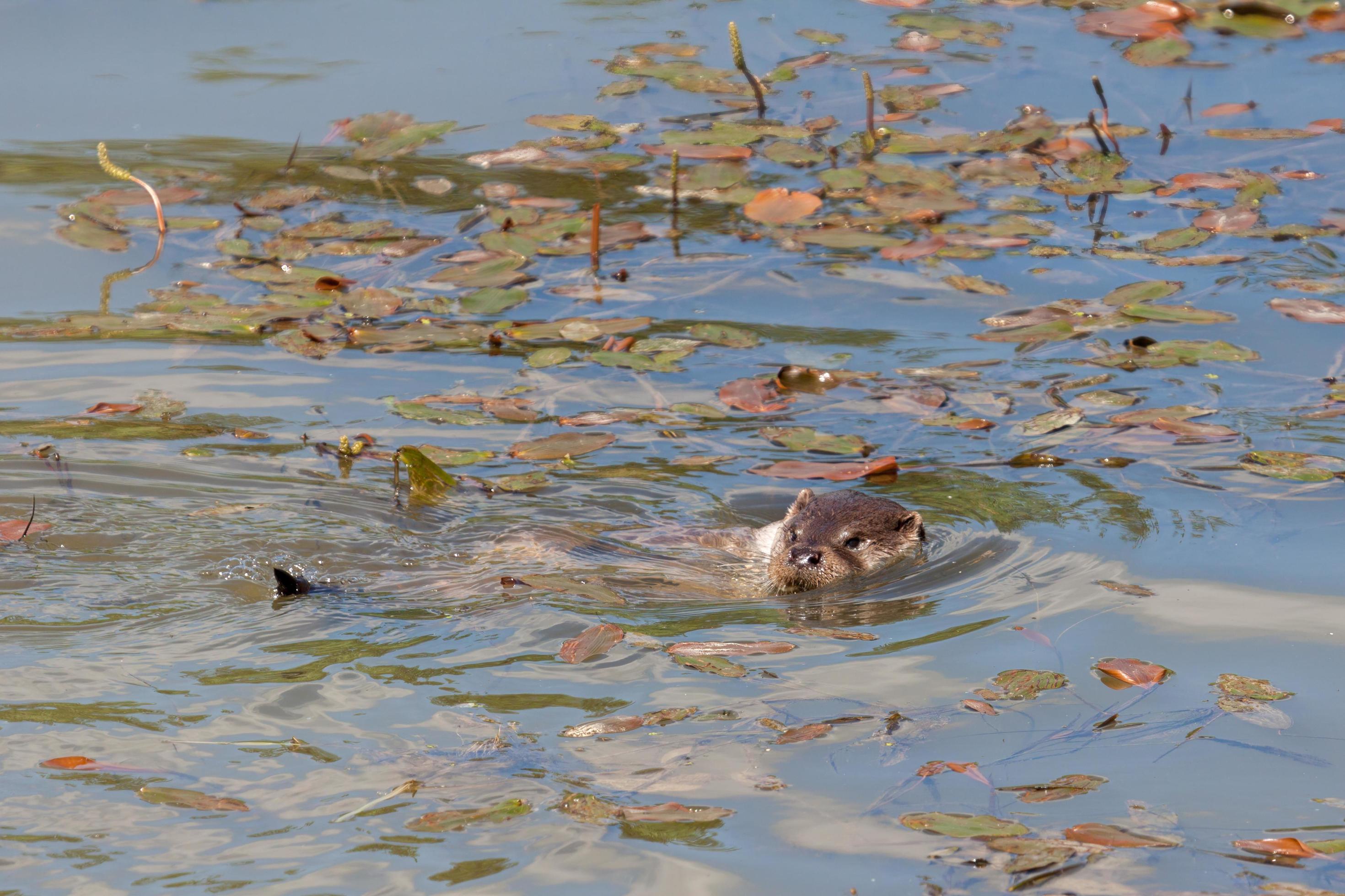 Eurasian Otter in natural habitat Stock Free