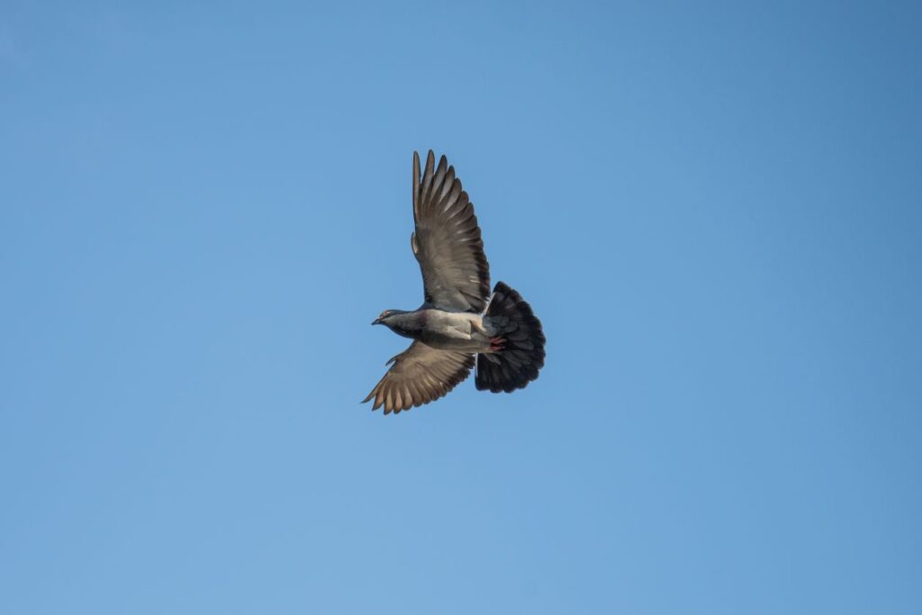 Dove in flight Stock Free