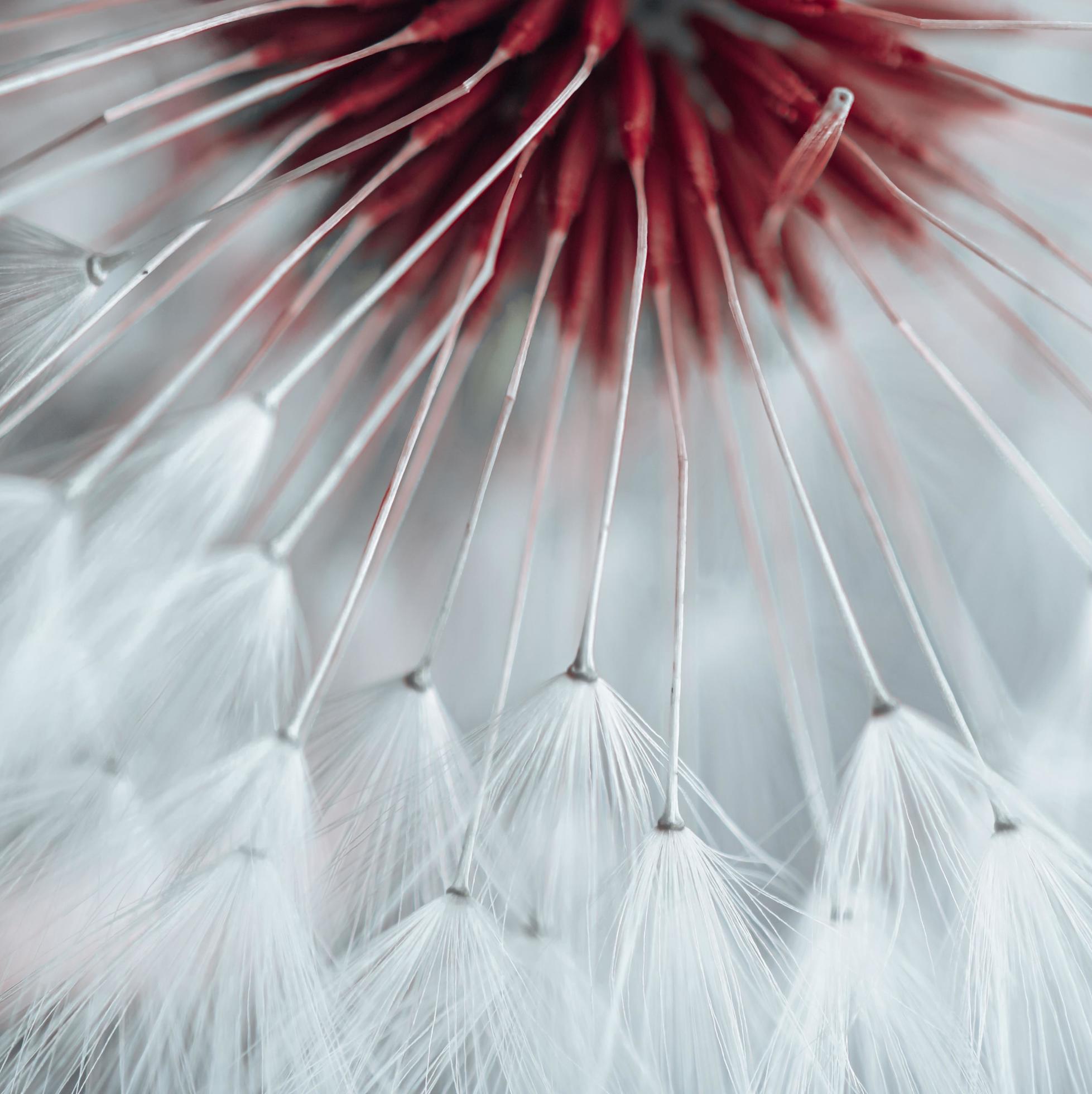 beautiful dandelion flower seed in springtime Stock Free