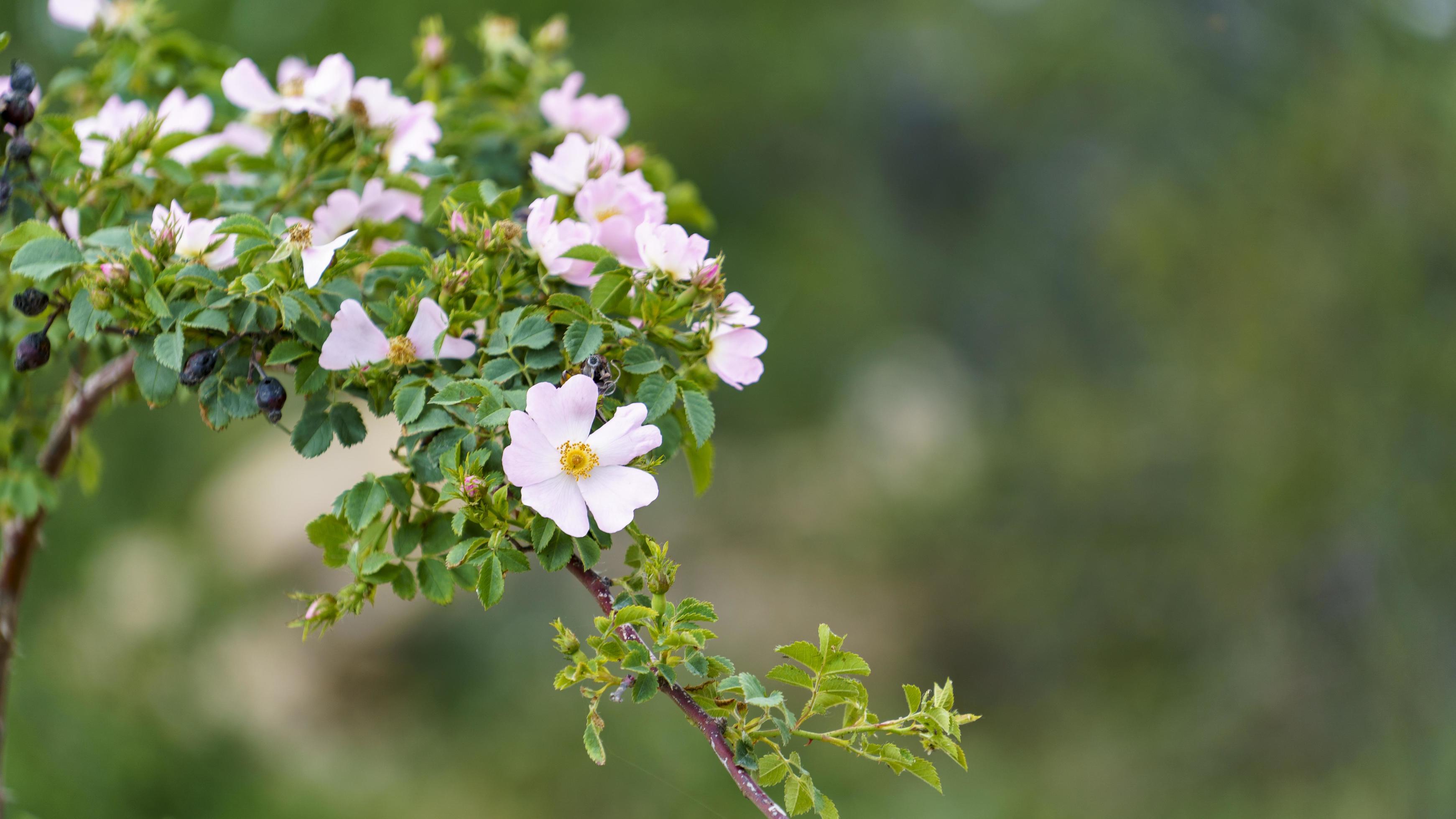 Natural background with flowering rosehip branches Stock Free