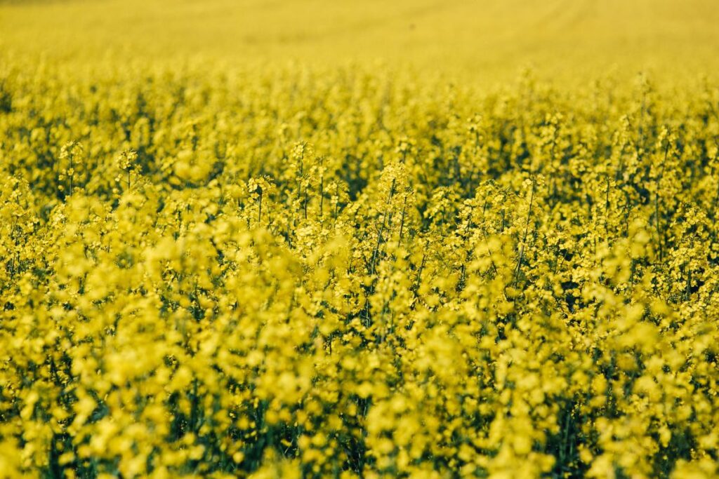 Rape field on a sunny day Stock Free