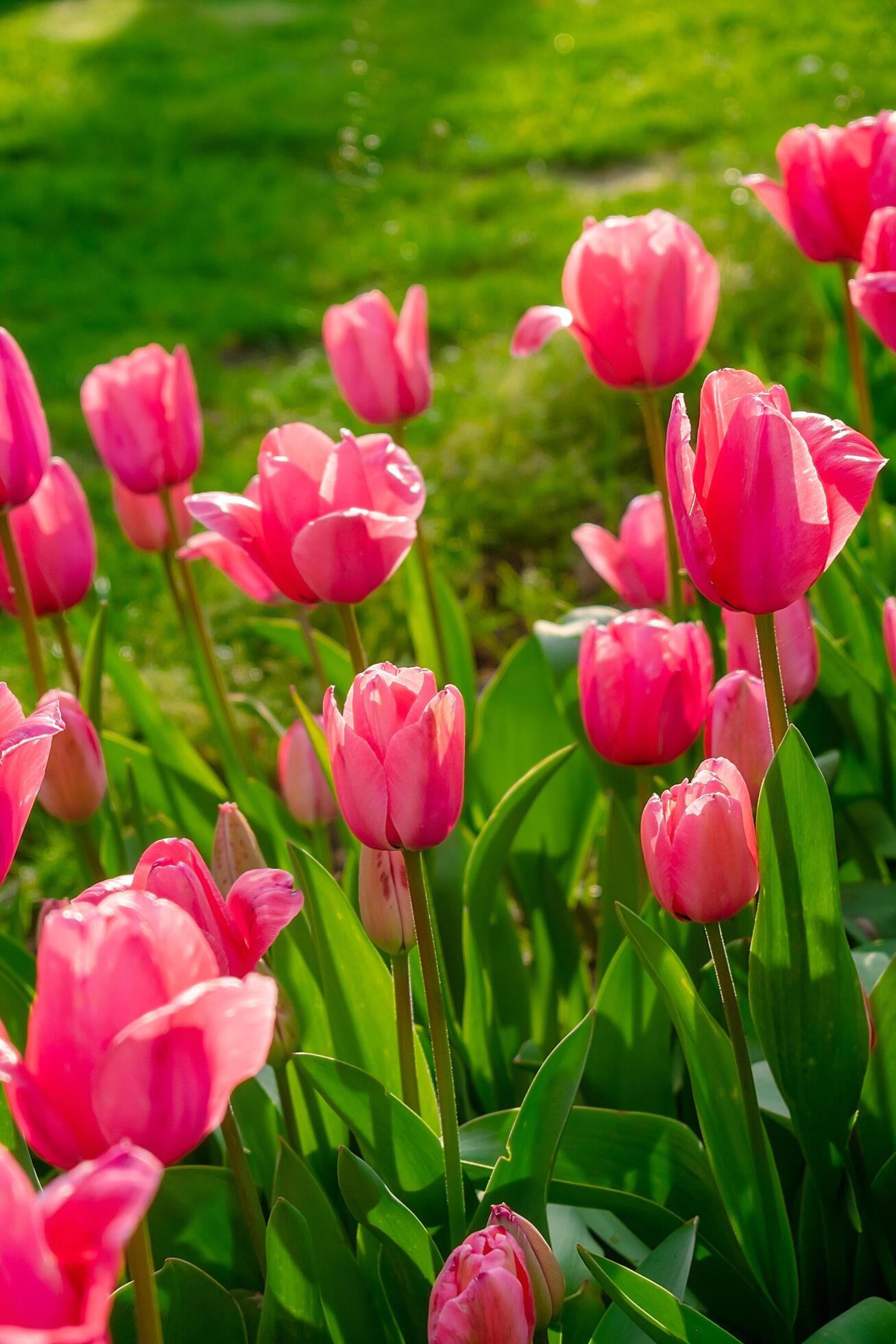 Background of many bright pink tulips. Floral background from a carpet of bright pink tulips. Stock Free