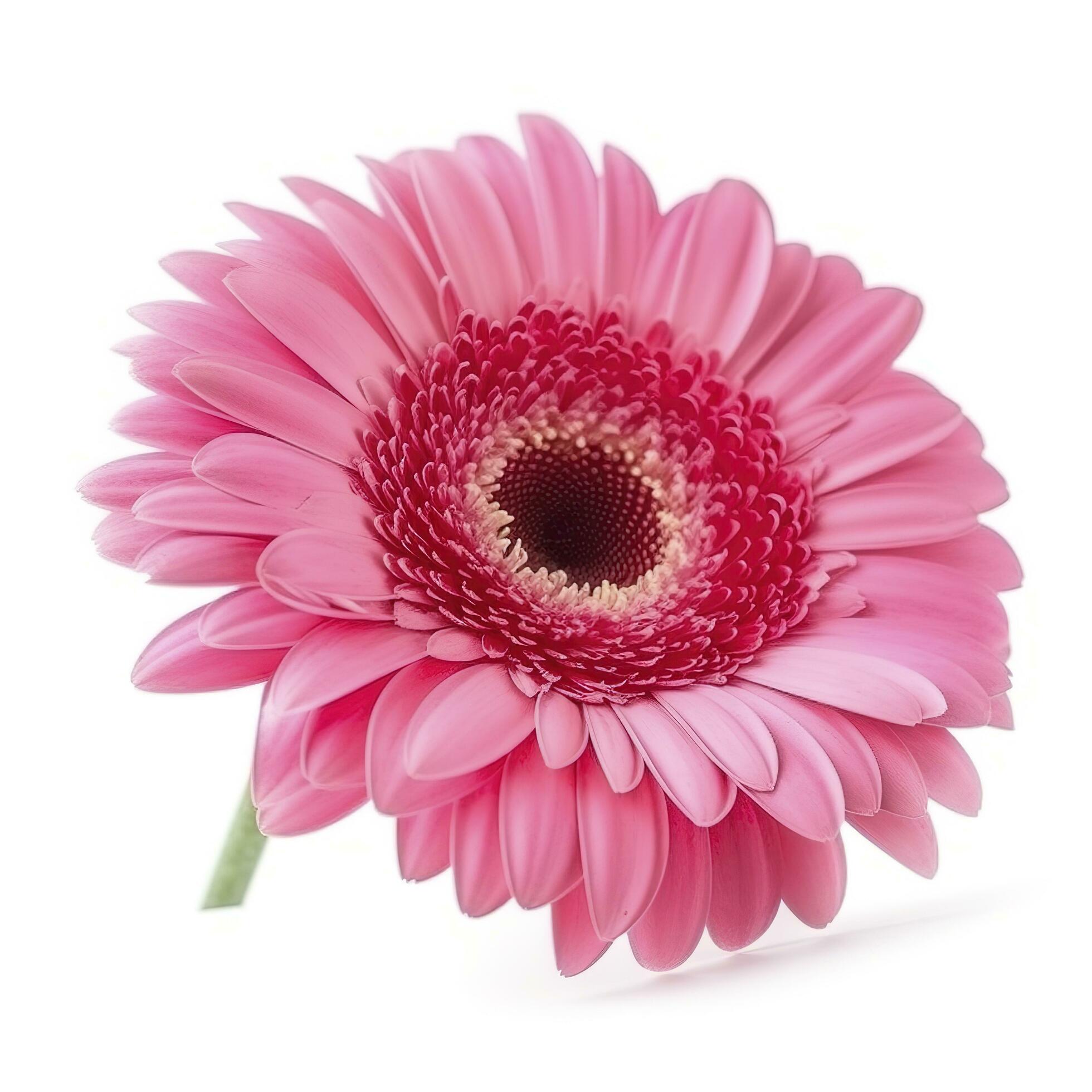 Pink gerbera flower isolated on white background, generate ai Stock Free