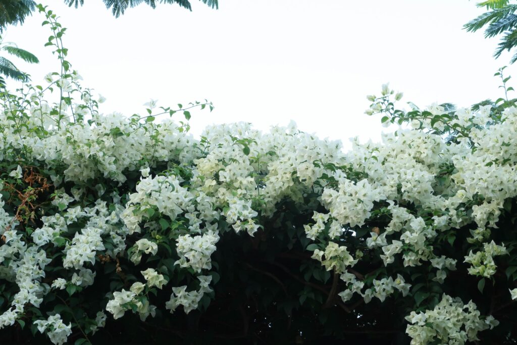 Beautiful white bougainvillea, tropical paper flower blooming in summer garden Stock Free