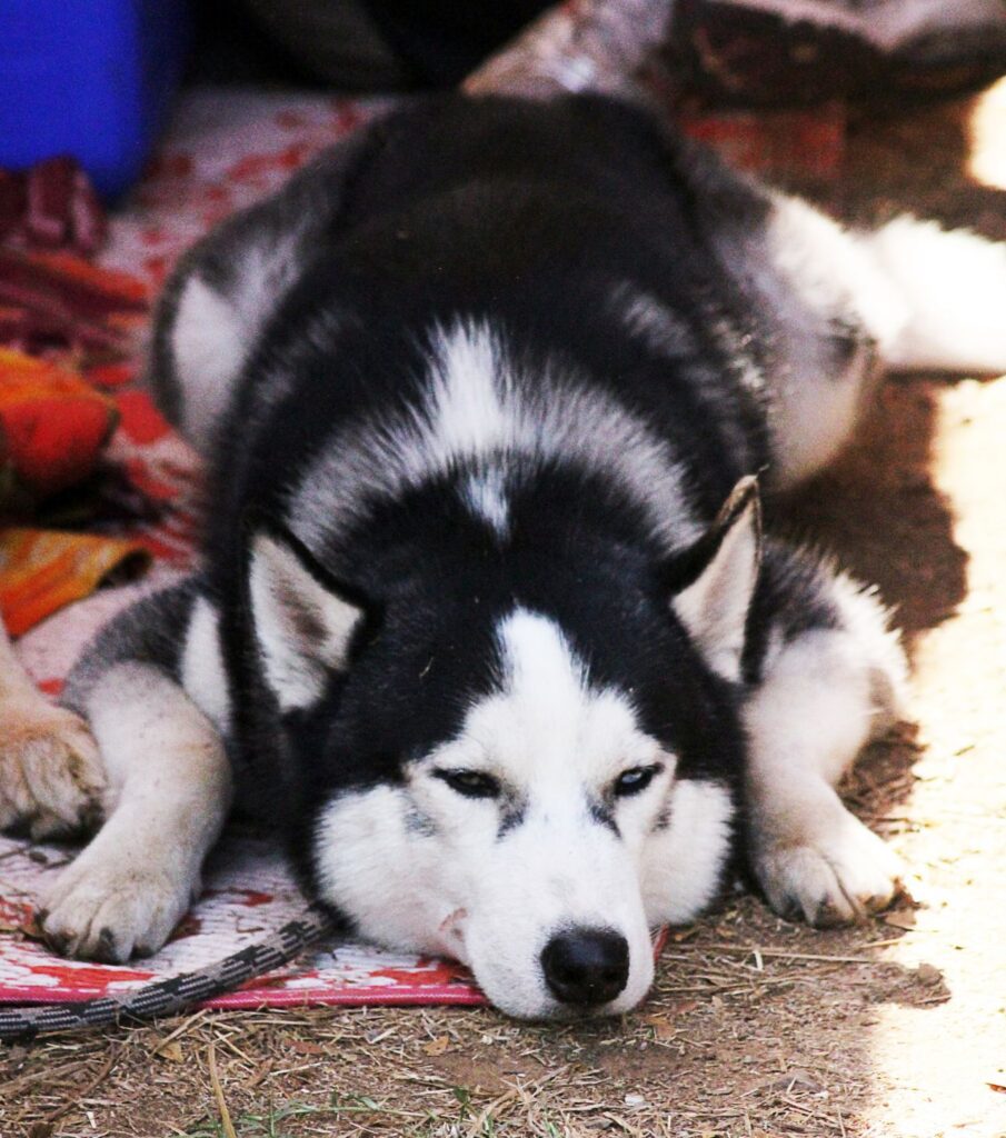 Siberian Husky Sleeping Ground Stock Free