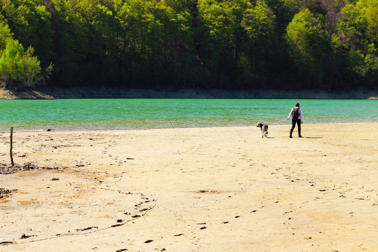 Man Walking Dog Beach Lake Water Stock Free