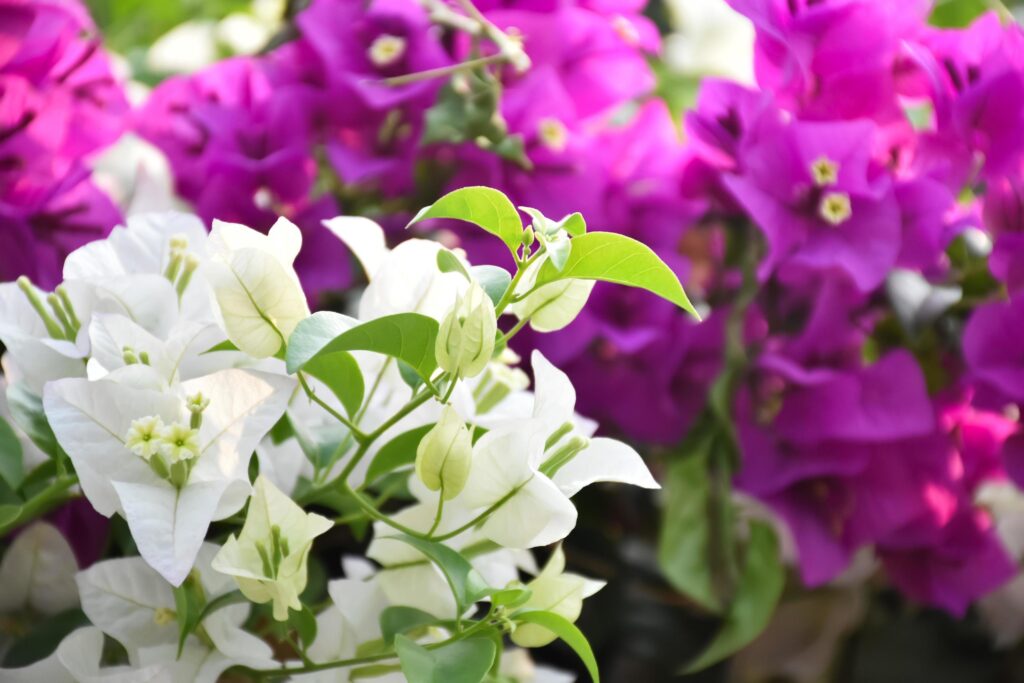 Bougainvillea flower in the morning with blurred background Stock Free