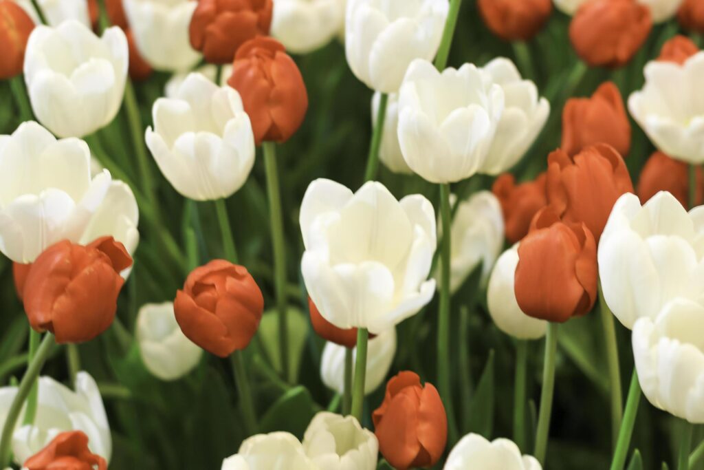 Red and white tulip flower blooming in the spring garden, soft selective focus Stock Free