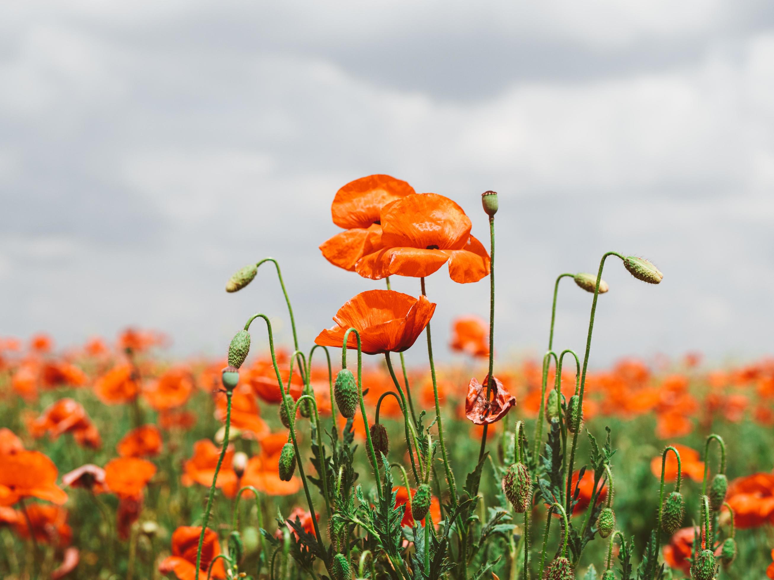 Field of red poppies. Flowers Red poppies blossom Stock Free