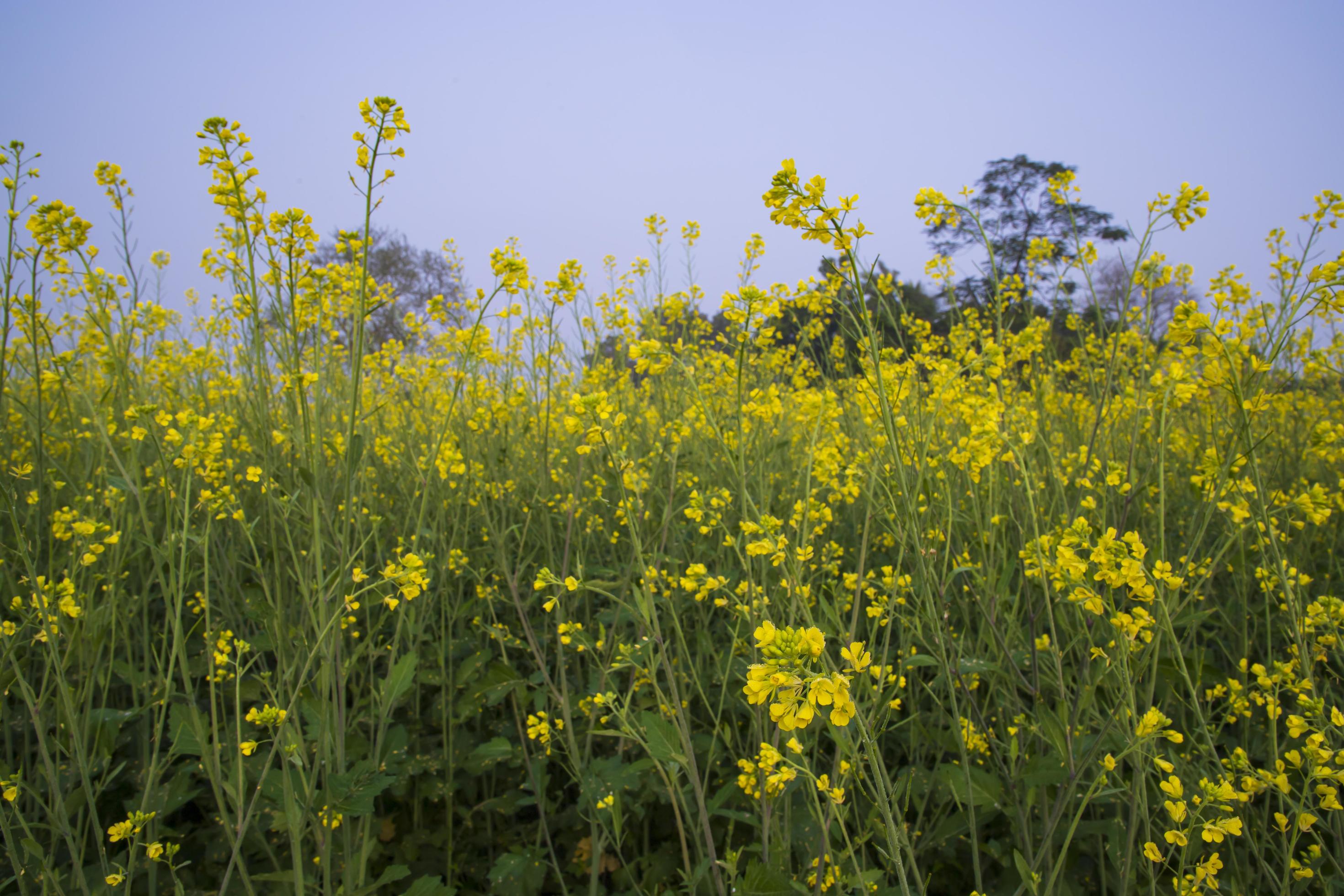 Yellow Rapeseed flowers in the field with blue sky. selective focus Natural landscape view Stock Free