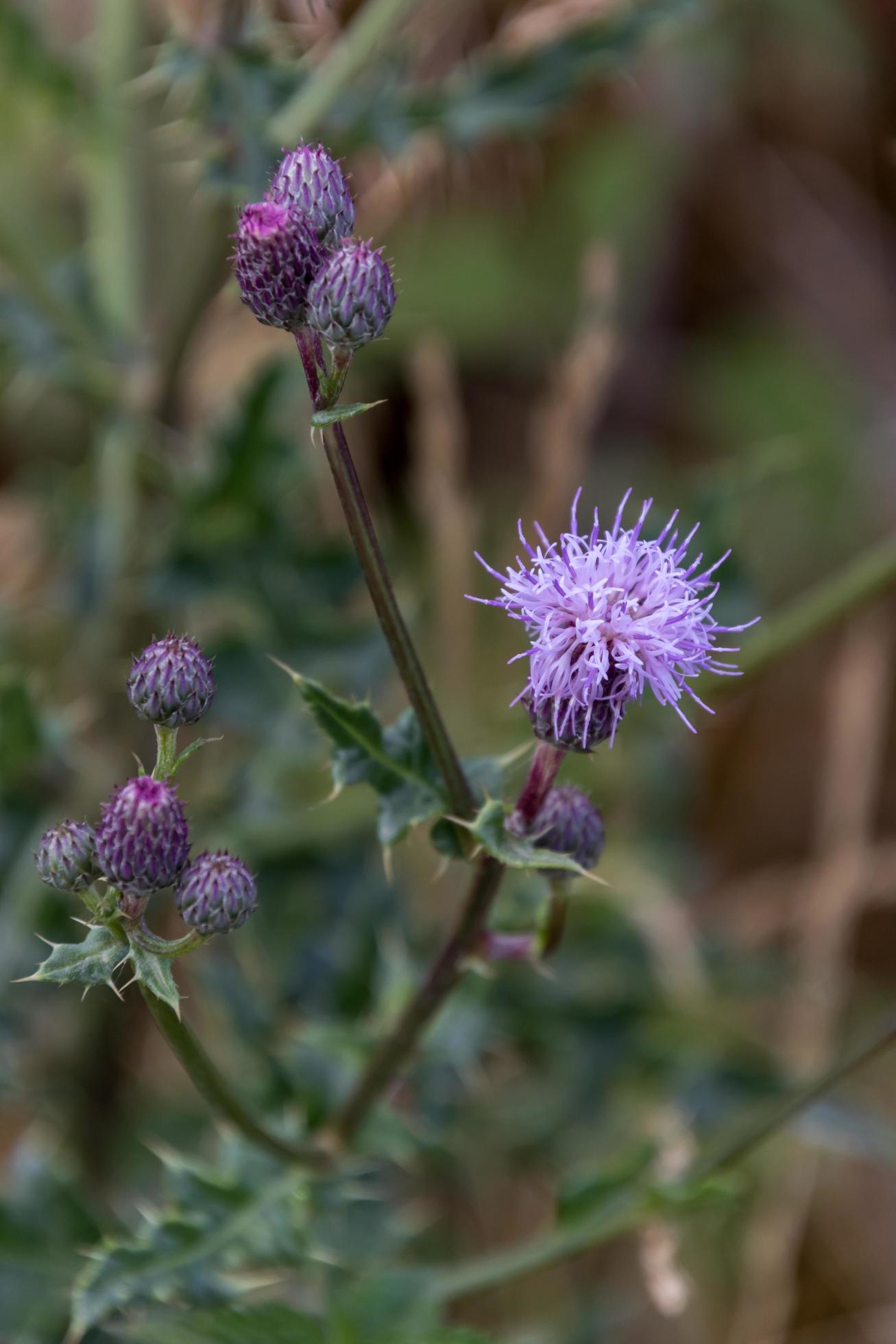 Creeping Thistle flowering in the Yorkshire Dales Stock Free