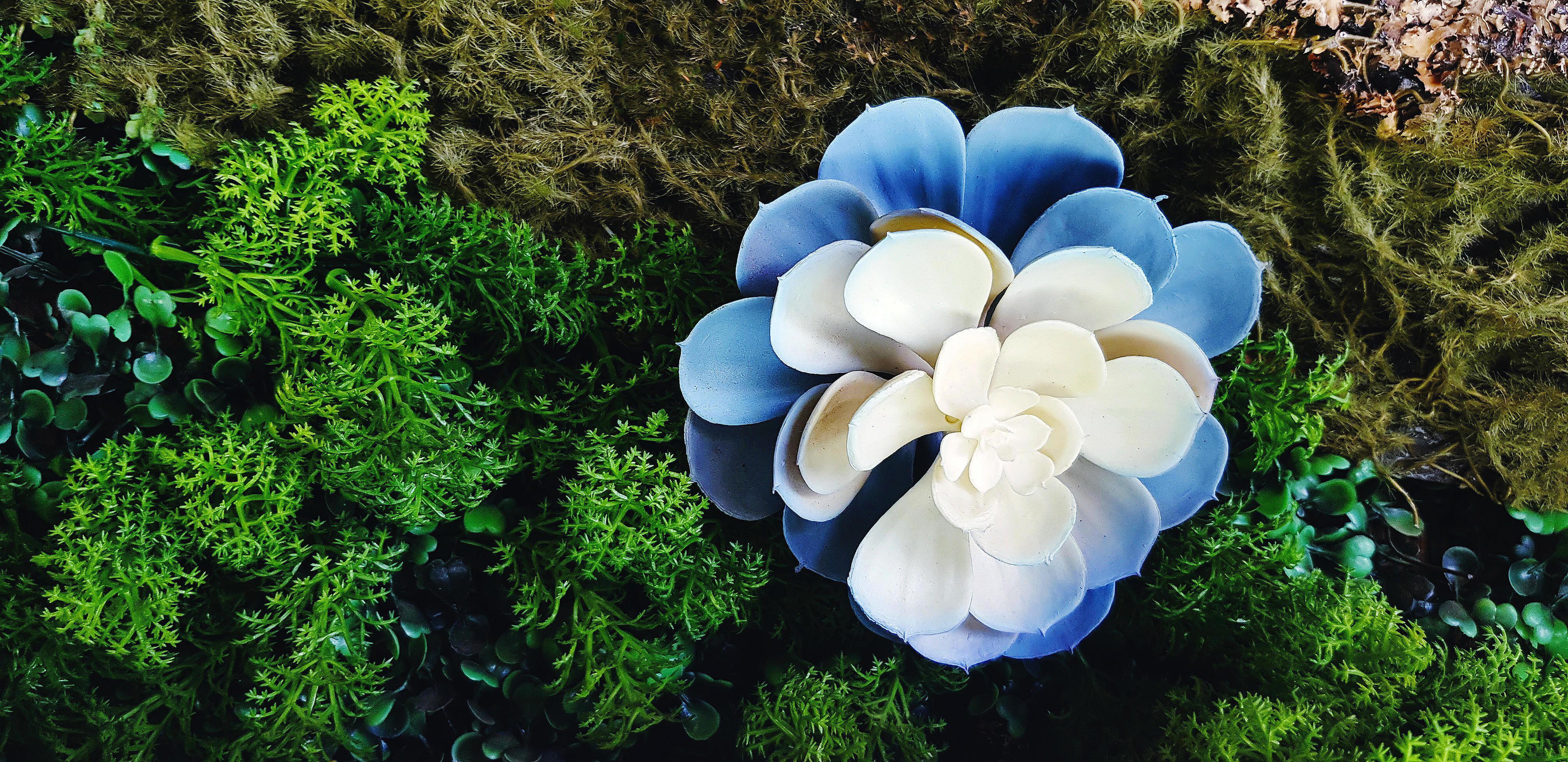 Beautiful white and blue flower on green moss and fern background with copy space. Flora or Floral on natural wallpaper or wall. Tropical tree. Stock Free