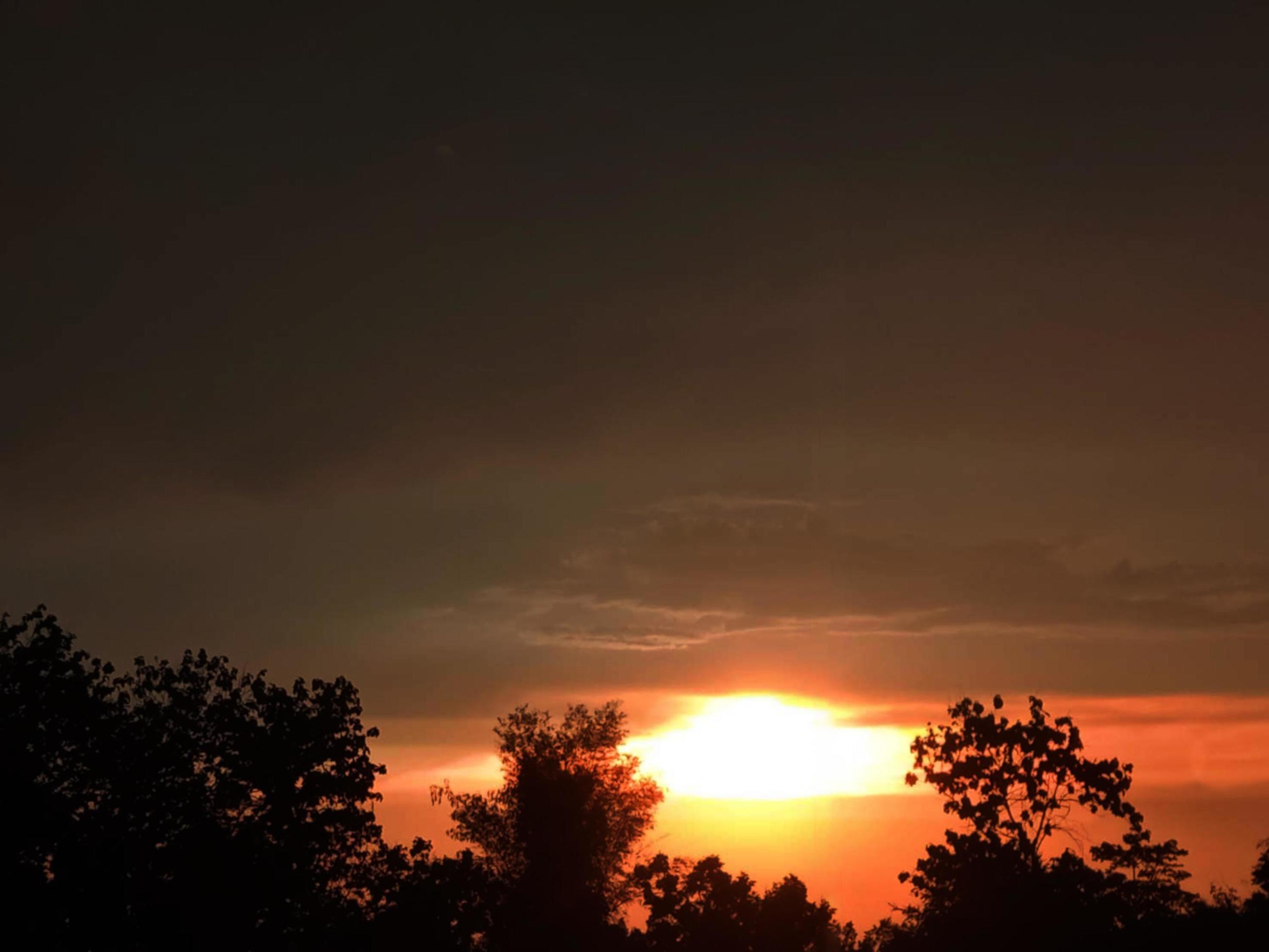 Night sunset shines bright abstract silhouette black bush tree on orange light sun cloud sky nature background Stock Free