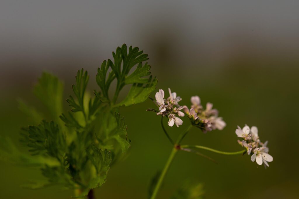 A white flower branch close-up in a garden Stock Free