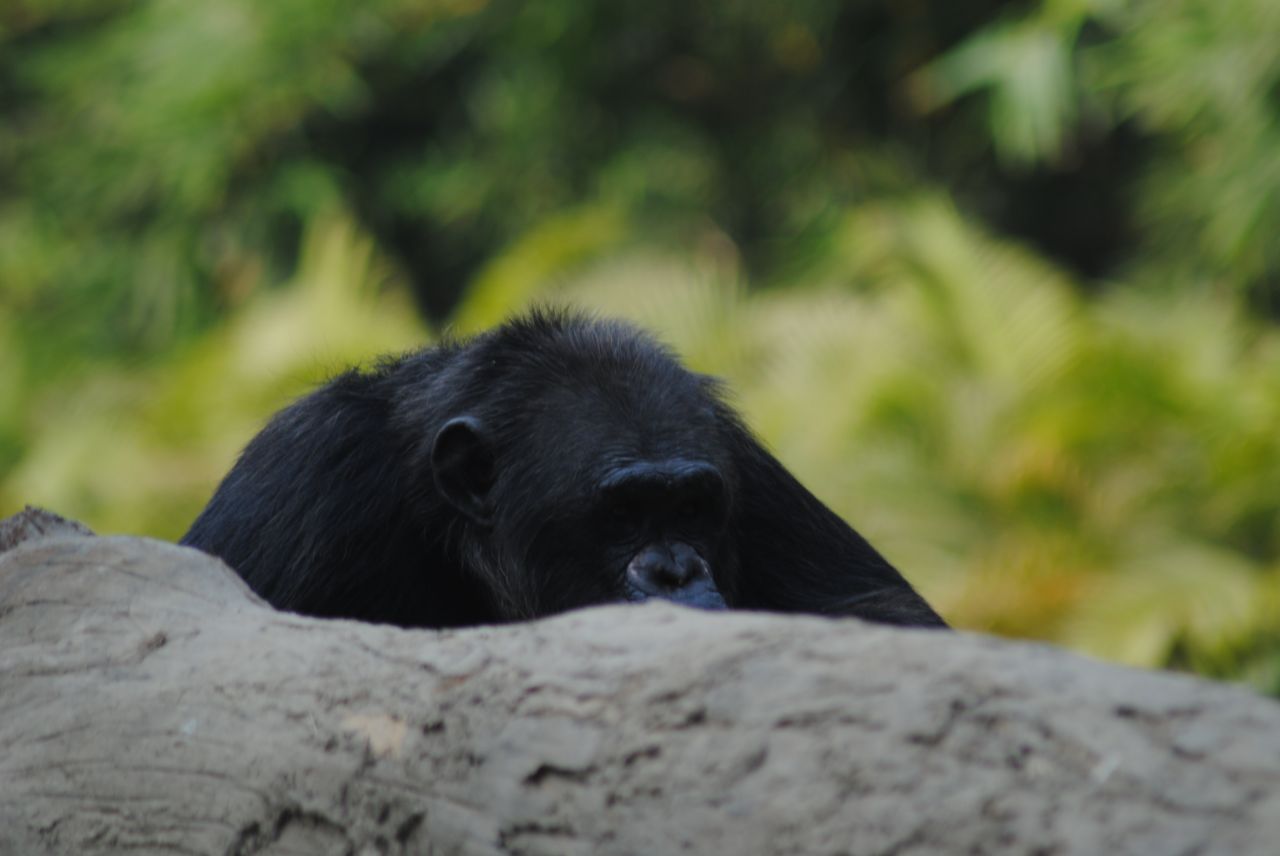 Gorilla Sitting Stock Free