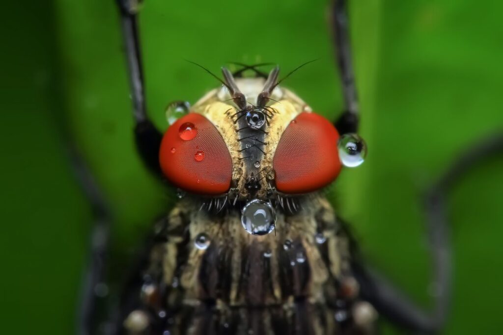 Insect on Leaf Stock Free