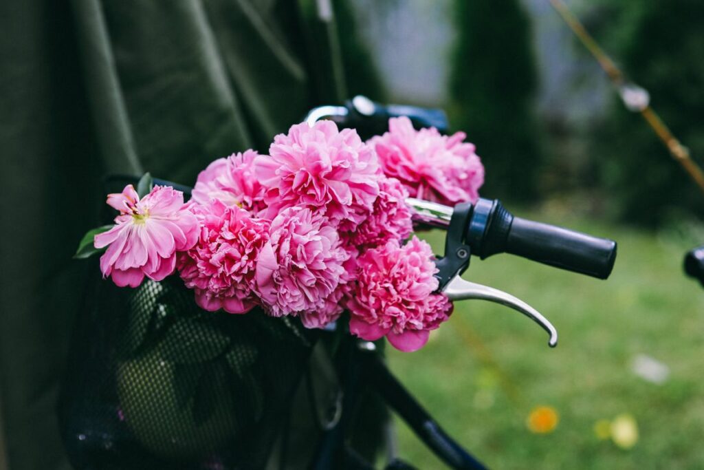 Woman holding a bicycle with beautiful pink flowers in the basket Stock Free