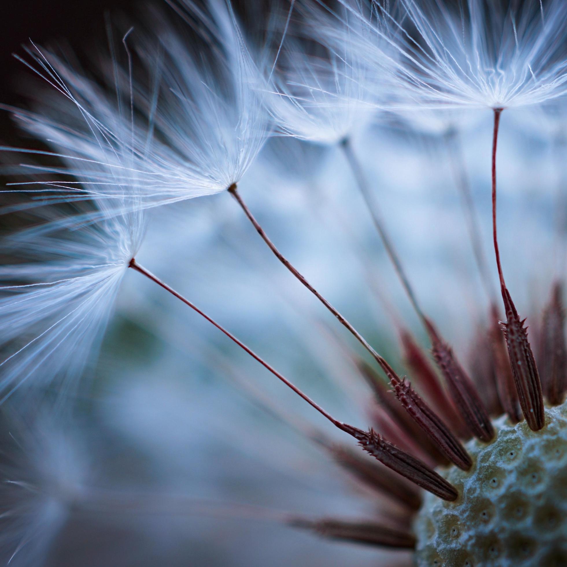 Macro close up of a dandelion flower in the spring season Stock Free