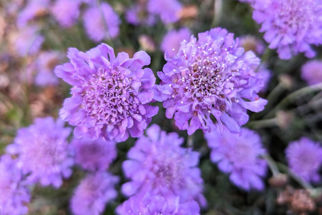 Closeup of delicate beautiful purple flowers, seasonal background, floral template, nature wallpaper Stock Free