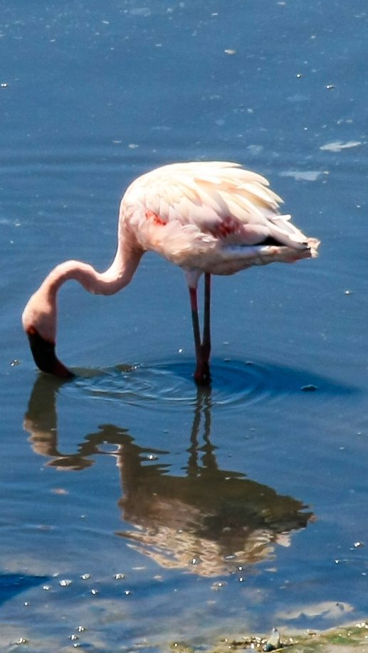 Flamingo Stock Free